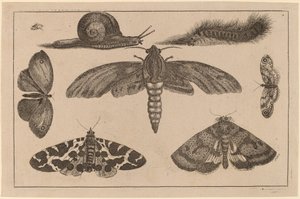 Seks insekter, en larve og en snegl av Wenceslaus Hollar