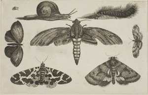 Seks insekter, en larve og en snegl av Wenceslaus Hollar