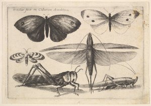 Seks insekter, 1646. av Wenceslaus Hollar