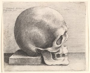 Hodeskalle i profil til høyre, 1645. av Wenceslaus Hollar
