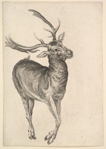 Stag, 1625-77. av Wenceslaus Hollar