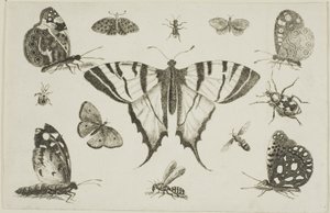 Svalhalesommerfugl og tolv andre insekter av Wenceslaus Hollar