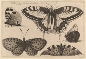 Tre sommerfugler og to møll av Wenceslaus Hollar