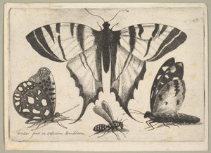 Tre sommerfugler og en veps, 1646. av Wenceslaus Hollar