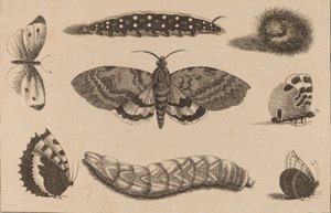 Tre larver, en møll og fire sommerfugler. av Wenceslaus Hollar