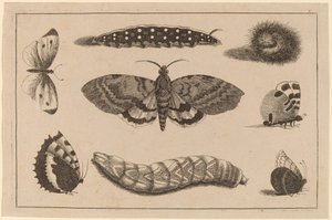 Tre larver, en møll og fire sommerfugler av Wenceslaus Hollar
