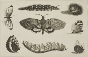 Tre larver, en møll og fire sommerfugler av Wenceslaus Hollar