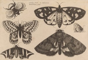 Tre møll, to sommerfugler og en humle, 1646. av Wenceslaus Hollar