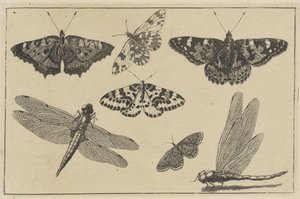To øyenstikkere og fem sommerfugler Diverse insekter (serietittel) Diversae Insectorum (serietittel) av Wenceslaus Hollar