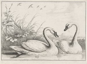 to svaner Diversae avium arter (serietittel) Forskjellige fugler (serietittel) av Wenceslaus Hollar
