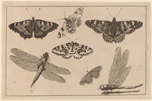 To øyenstikkere og fem sommerfugler av Wenceslaus Hollar