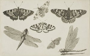 To øyenstikkere og fem sommerfugler av Wenceslaus Hollar