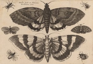 To møll og seks insekter, 1646. av Wenceslaus Hollar