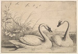 To svaner, 1654-58. av Wenceslaus Hollar