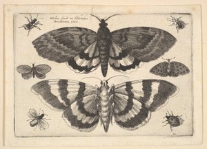 To møll og seks insekter, 1645. av Wenceslaus Hollar