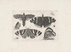 Fire sommerfugler, en møll, to biller og en flue av Wenceslaus Hollar