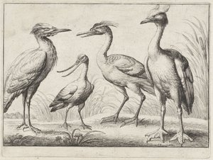 Fire vadefugler Forskjellige fugler (serietittel) av Wenceslaus Hollar
