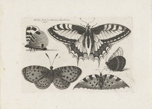 Five Butterflies Insects (serietittel) Muscarum Scarabeorum (serietittel) av Wenceslaus Hollar