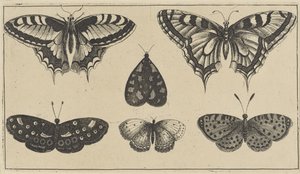 Five Butterflies and a Moth Various Insects (serietittel) Diversae Insectorum (serietittel) av Wenceslaus Hollar