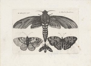 Sommerfugler og en møll Insekter (serietittel) Muscarum Scarabeorum (serietittel) av Wenceslaus Hollar
