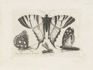 Sommerfugler og en veps Insekter (serietittel) Muscarum Scarabeorum (serietittel) av Wenceslaus Hollar