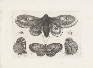 Sommerfugler, biller og en møll Insekter (serietittel) Muscarum Scarabeorum (serietittel) av Wenceslaus Hollar
