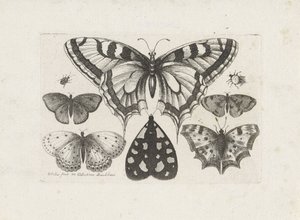 Sommerfugler, biller og en møll Insekter (serietittel) Muscarum Scarabeorum (serietittel) av Wenceslaus Hollar