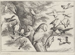 Fugler i et tre Forskjellige fugler (serietittel) av Wenceslaus Hollar