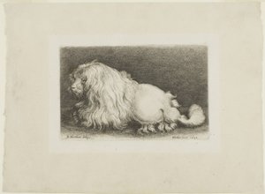 Hvit hund av Wenceslaus Hollar