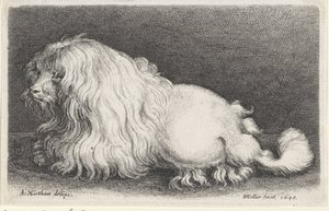 Hvit hund av Wenceslaus Hollar