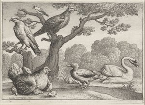 Svane, kylling med kyllinger og andre fugler Forskjellige fugler (serietittel) av Wenceslaus Hollar