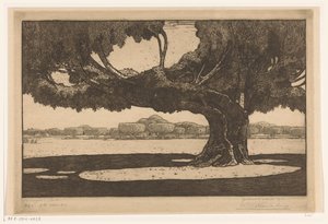Waringin-trær i hagen til sultanens palass i Jogyakarta The Great Tree (original tittel)
