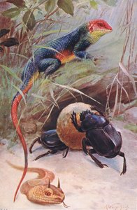 A Gama, Horned Viper and Sacred Beetle, illustrasjon fra Wildlife of the World, ca. 1910 av Wilhelm Kuhnert
