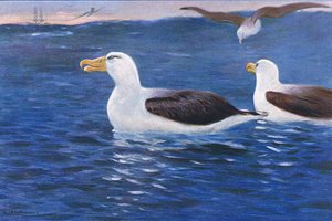 Albatross, illustrasjon fra Wildlife of the World, ca. 1910
