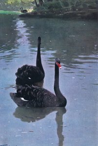 Black Swan, illustrasjon fra Wildlife of the World, ca. 1910