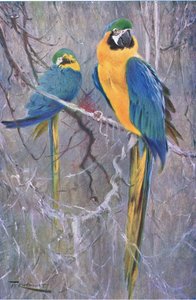 Blue and Yellow Macaw, fra Wildlife of the World utgitt av Frederick Warne & Co, ca. 1900