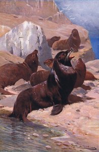 California Sea Lion, fra Wildlife of the World utgitt av Frederick Warne & Co, ca.1900