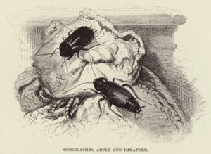 Kakerlakker, voksen og umoden av Wilhelm Kuhnert