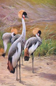 Crowned Crane, illustrasjon fra Wildlife of the World, ca. 1910