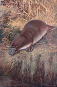 Andenebb, illustrasjon fra Wildlife of the World, ca. 1910 av Wilhelm Kuhnert