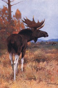 Elk or Moose, fra Wildlife of the World utgitt av Frederick Warne & Co, ca. 1900 av Wilhelm Kuhnert