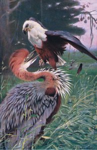 Giant Heron and Sea Eagle, illustrasjon fra Wildlife of the World, ca. 1910 av Wilhelm Kuhnert