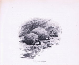 Kjempeskilpadder, illustrasjon fra Wildlife of the World, ca. 1910 av Wilhelm Kuhnert