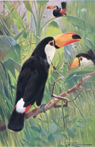 Giant Toucan, fra Wildlife of the World utgitt av Frederick Warne & Co, ca. 1900