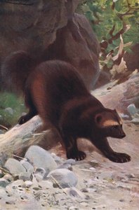 Glutton or Wolverine, fra Wildlife of the World utgitt av Frederick Warne & Co, ca. 1900 av Wilhelm Kuhnert