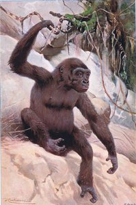 Gorilla, illustrasjon fra Wildlife of the World, ca. 1910 av Wilhelm Kuhnert