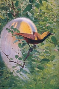 Great Bird of Paradise, illustrasjon fra Wildlife of the World, ca. 1910