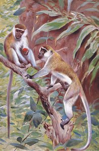 Green Monkey, illustrasjon fra Wildlife of the World, ca. 1910 av Wilhelm Kuhnert