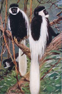 Guereza, illustrasjon fra Wildlife of the World, ca. 1910