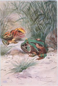Horned Frog, fra Wildlife of the World utgitt av Frederick Warne & Co, ca. 1900 av Wilhelm Kuhnert